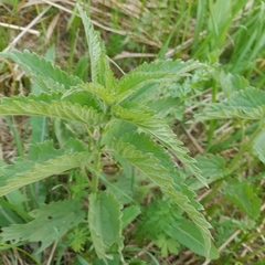 Urtica galeopsifolia
