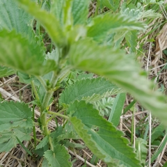 Urtica galeopsifolia
