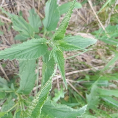 Urtica galeopsifolia