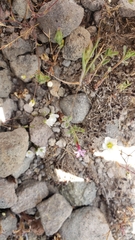 Allophyllum gilioides violaceum