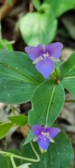 Tinantia pringlei, photograph Susana De la Torre Zavala, CC BY, iNaturalist via GBIF