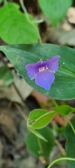 Tinantia pringlei, photograph Susana De la Torre Zavala, CC BY, iNaturalist via GBIF