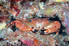 Goniosupradens hawaiensis