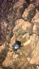 Cotinis antonii