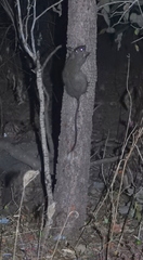 Mesembriomys gouldii