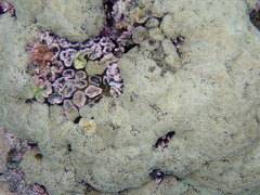 Euphyllia glabrescens
