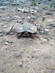 Rhinoclemmys pulcherrima pulcherrima