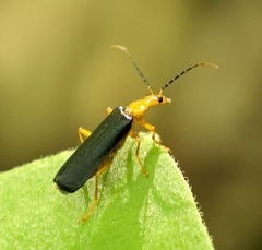 Podabrus fayi