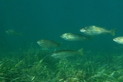 Helotes octolineatus