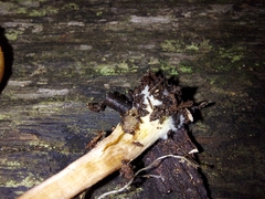 Gymnopilus purpuratus