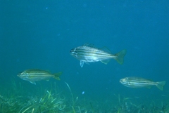 Helotes octolineatus