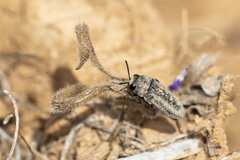 Anambodera