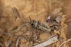 Anambodera