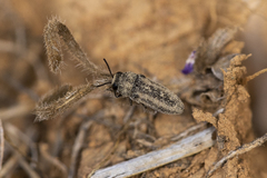 Anambodera