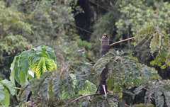 Aulacorhynchus coeruleicinctis