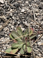 Sidotheca caryophylloides