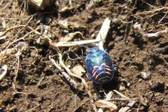 Parajalla sanguineosignata