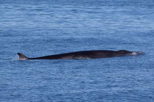 Common Minke Whale