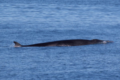 Common Minke Whale photo 5