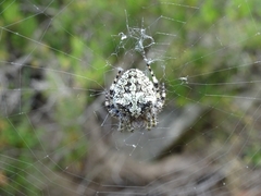 Araneus circe