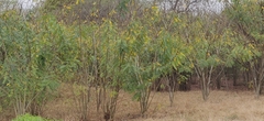 Senna spectabilis