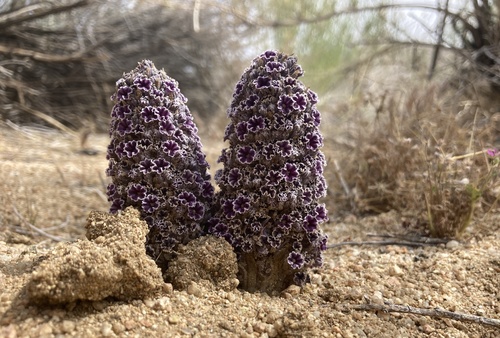 Desert christmas tree (Pholisma arenarium)