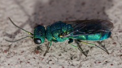 Caenochrysis doriae