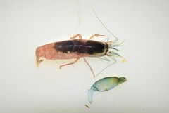 Synalpheus fritzmuelleri