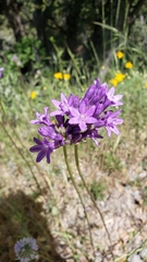 Dichelostemma multiflorum