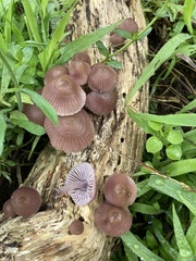Mycena clarkeana