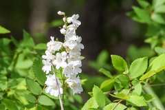 Penstemon tubaeflorus