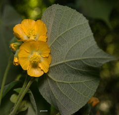 Abutilon umbelliflorum