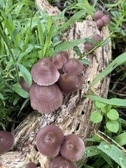 Mycena clarkeana