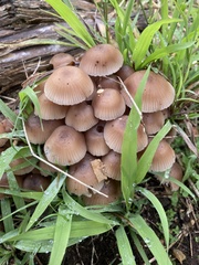 Mycena clarkeana