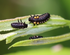 Chrysomela confluens