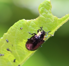 Chrysomela confluens