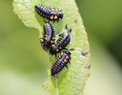 Chrysomela confluens