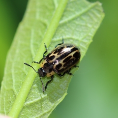 Chrysomela confluens