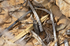 Anambodera
