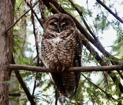 Strix occidentalis caurina
