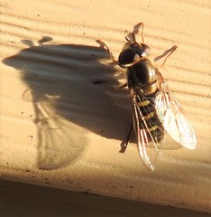 Lapposyrphus