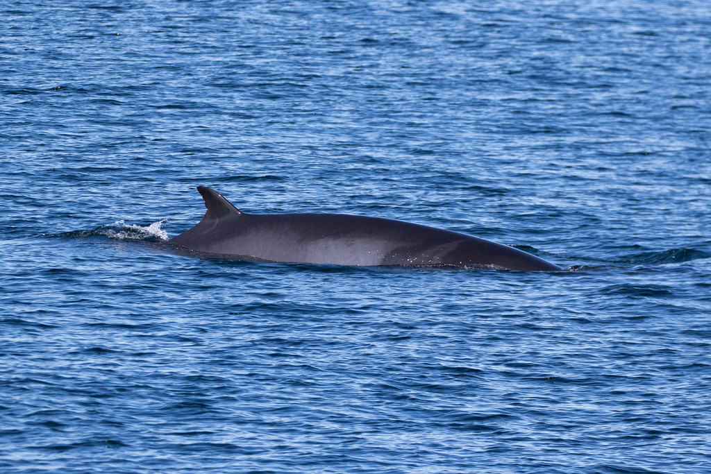 North Atlantic Minke Whale (East Coast Pelagics) · iNaturalist