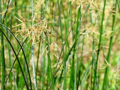 Cyperus articulatus
