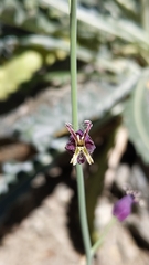 Caulanthus amplexicaulis