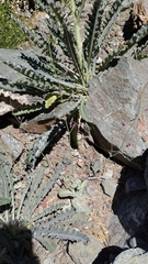 Caulanthus amplexicaulis