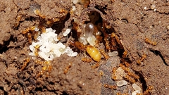 Solenopsis carolinensis