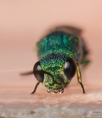 Caenochrysis doriae