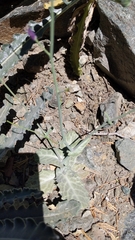 Caulanthus amplexicaulis