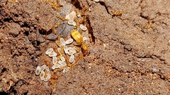 Solenopsis carolinensis