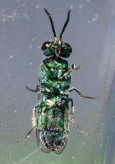 Caenochrysis doriae